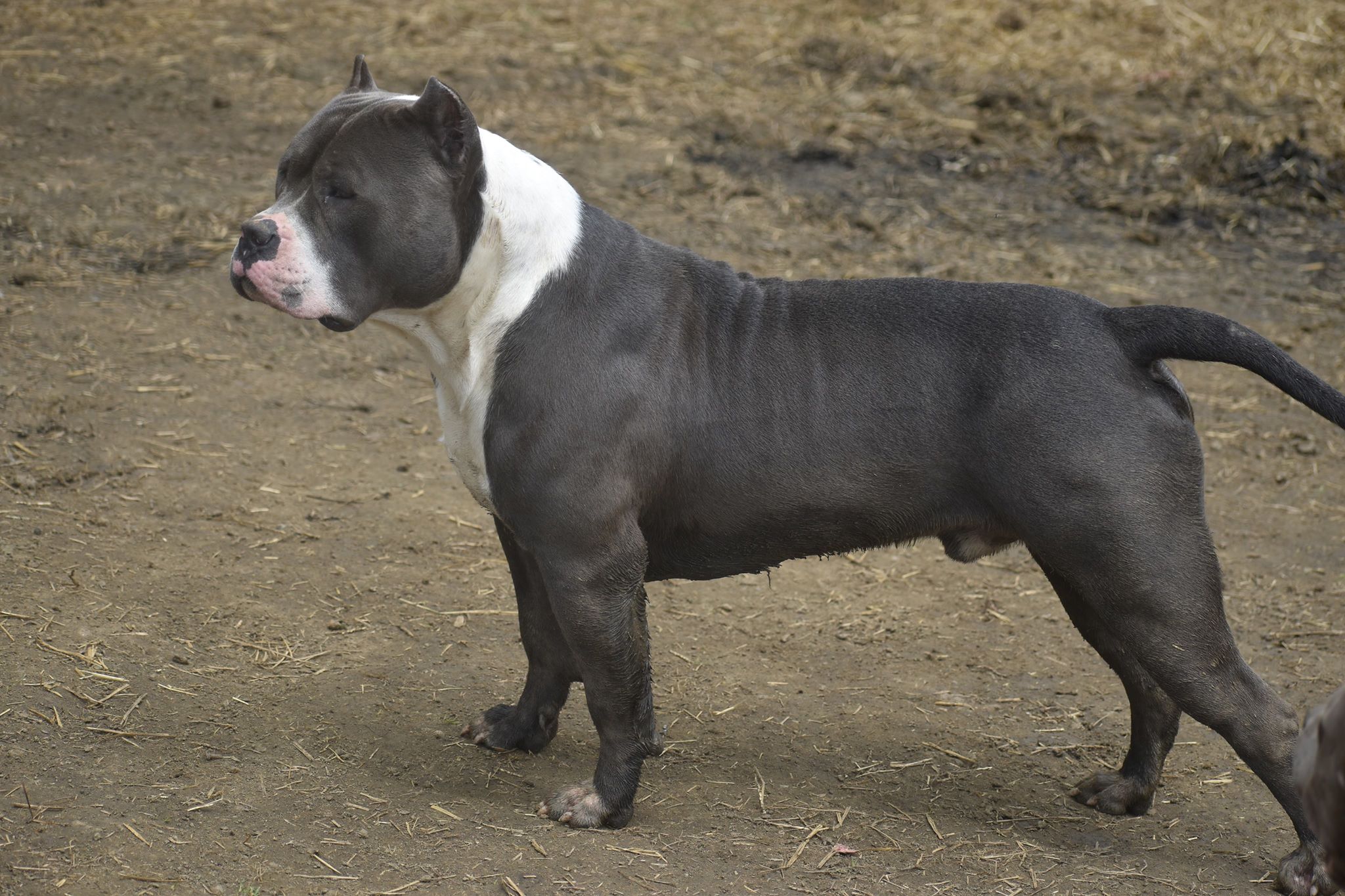 american bully standard puppies for sale