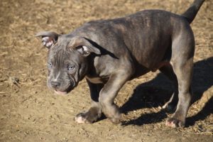 ticked american bully